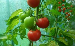Якщо у томатів скручується листя, що робити?